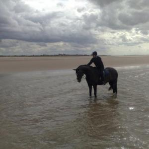 Profile picture of wild-beach-rider